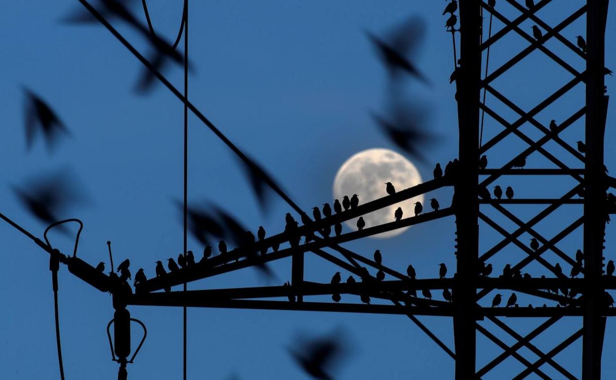 Santander pone en marcha una campaña de control de palomas y estorninos