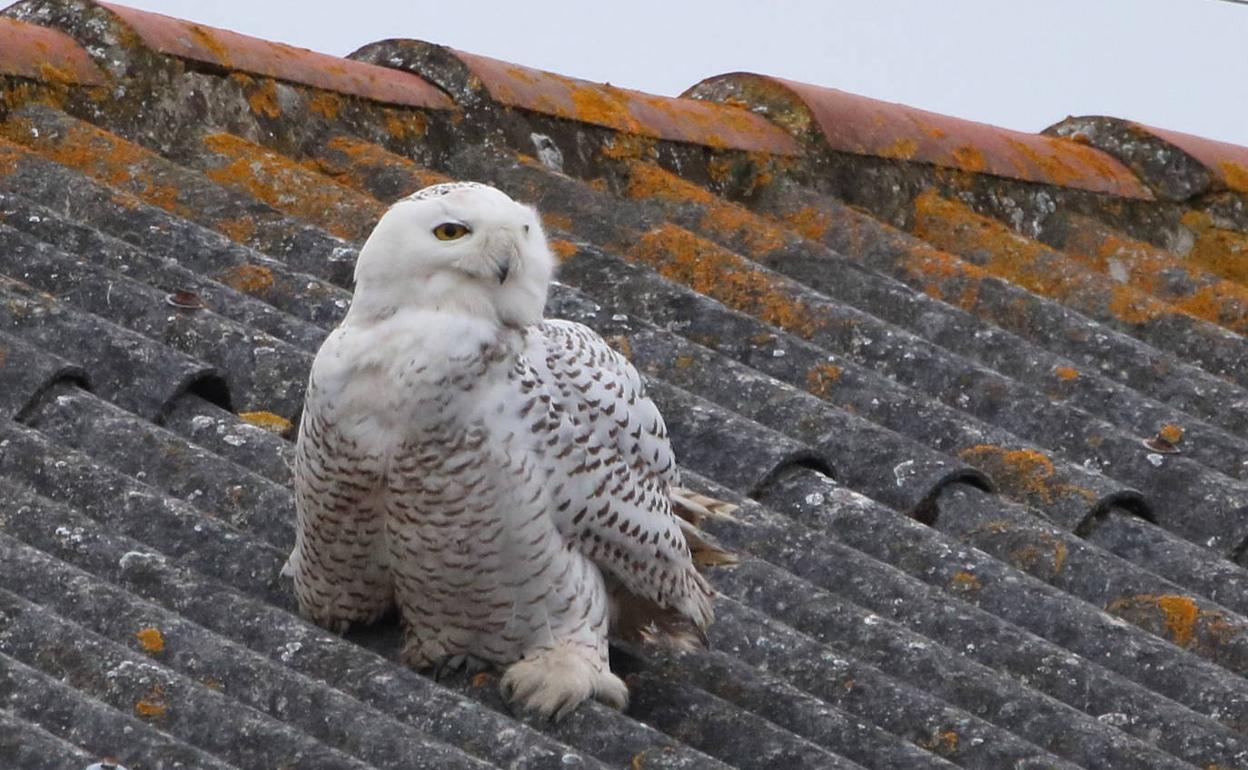 El búho polar se posó ayer por la tarde en el tejado de una nave del puerto de Santoña.