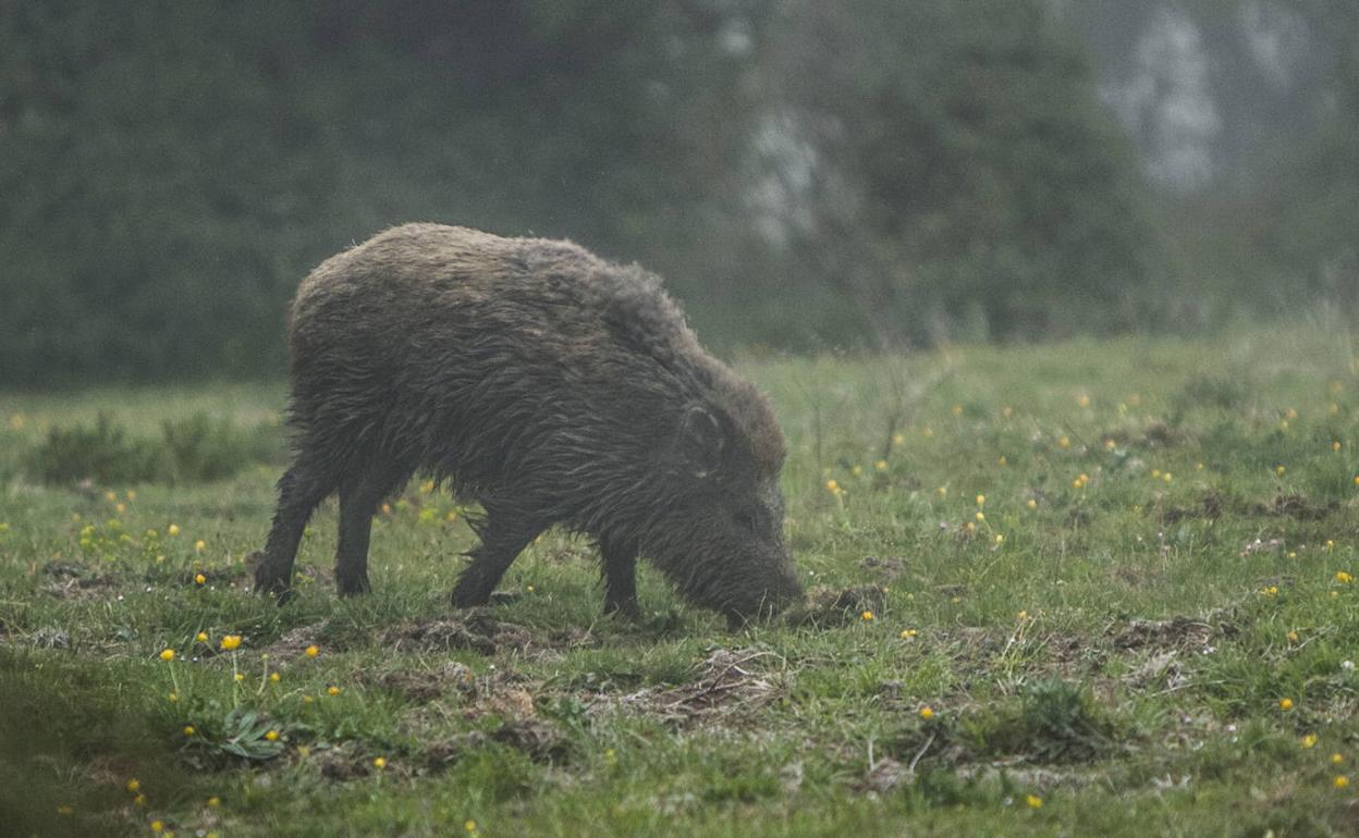 Desarrollo Rural elaborará un plan para controlar la población de jabalíes