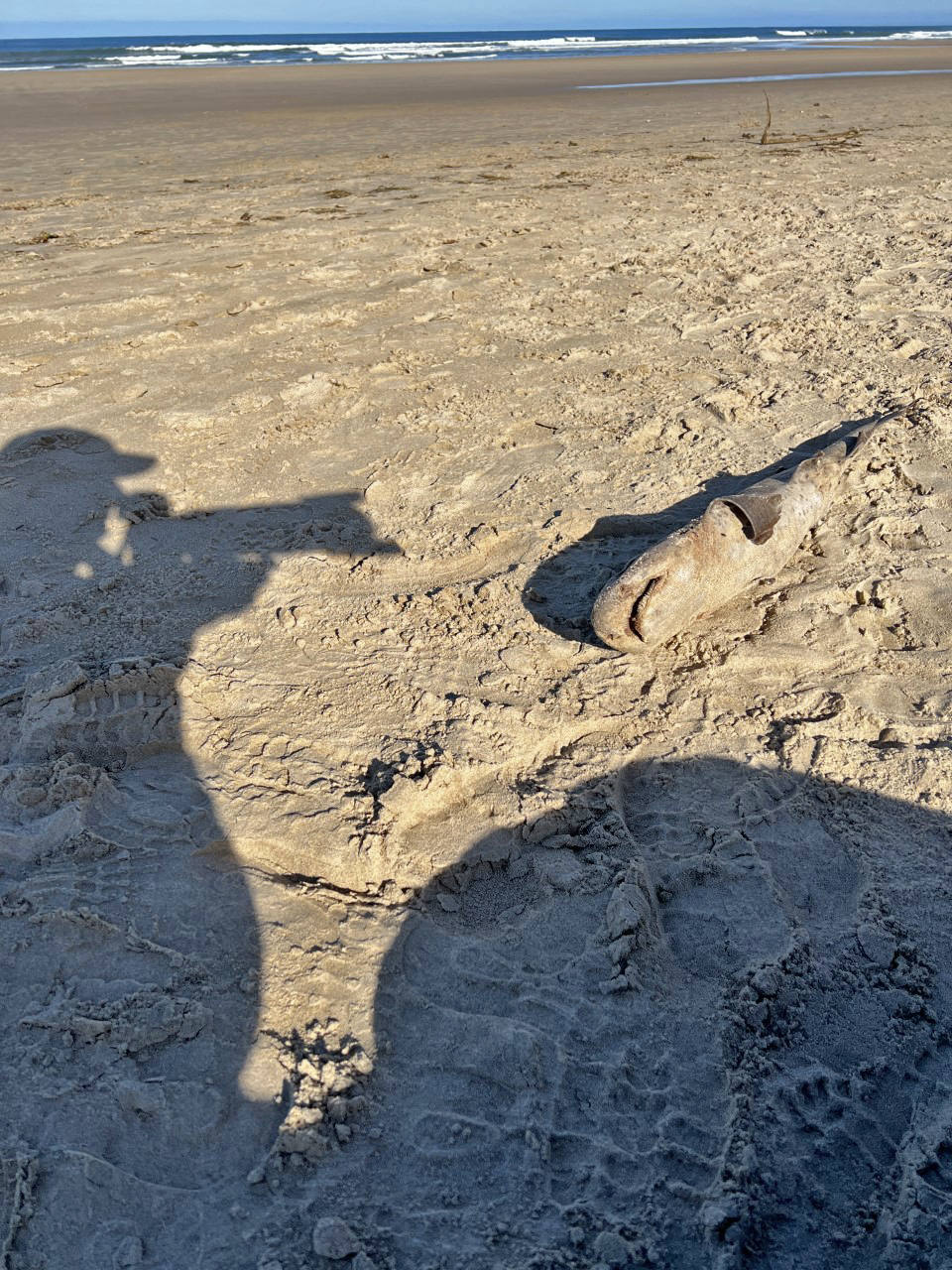 Este domingo apareció el cadáver de un tiburón de pequeño tamaño, de no más de un metro, en la arena de la playa de Oyambre. Se trata de un 'pintarroja', un tipo de tiburón gato muy común en las costas cantábricas. Este lunes, agentes del Medio Natural han procedido a su retirada y análisis.