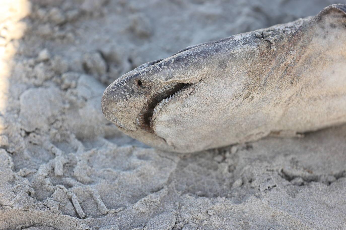 Este domingo apareció el cadáver de un tiburón de pequeño tamaño, de no más de un metro, en la arena de la playa de Oyambre. Se trata de un 'pintarroja', un tipo de tiburón gato muy común en las costas cantábricas. Este lunes, agentes del Medio Natural han procedido a su retirada y análisis.