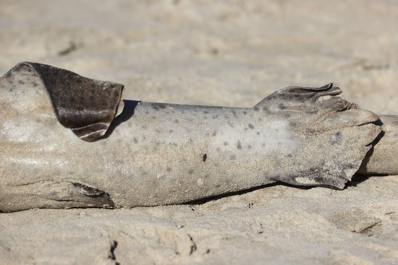 Este domingo apareció el cadáver de un tiburón de pequeño tamaño, de no más de un metro, en la arena de la playa de Oyambre. Se trata de un 'pintarroja', un tipo de tiburón gato muy común en las costas cantábricas. Este lunes, agentes del Medio Natural han procedido a su retirada y análisis.