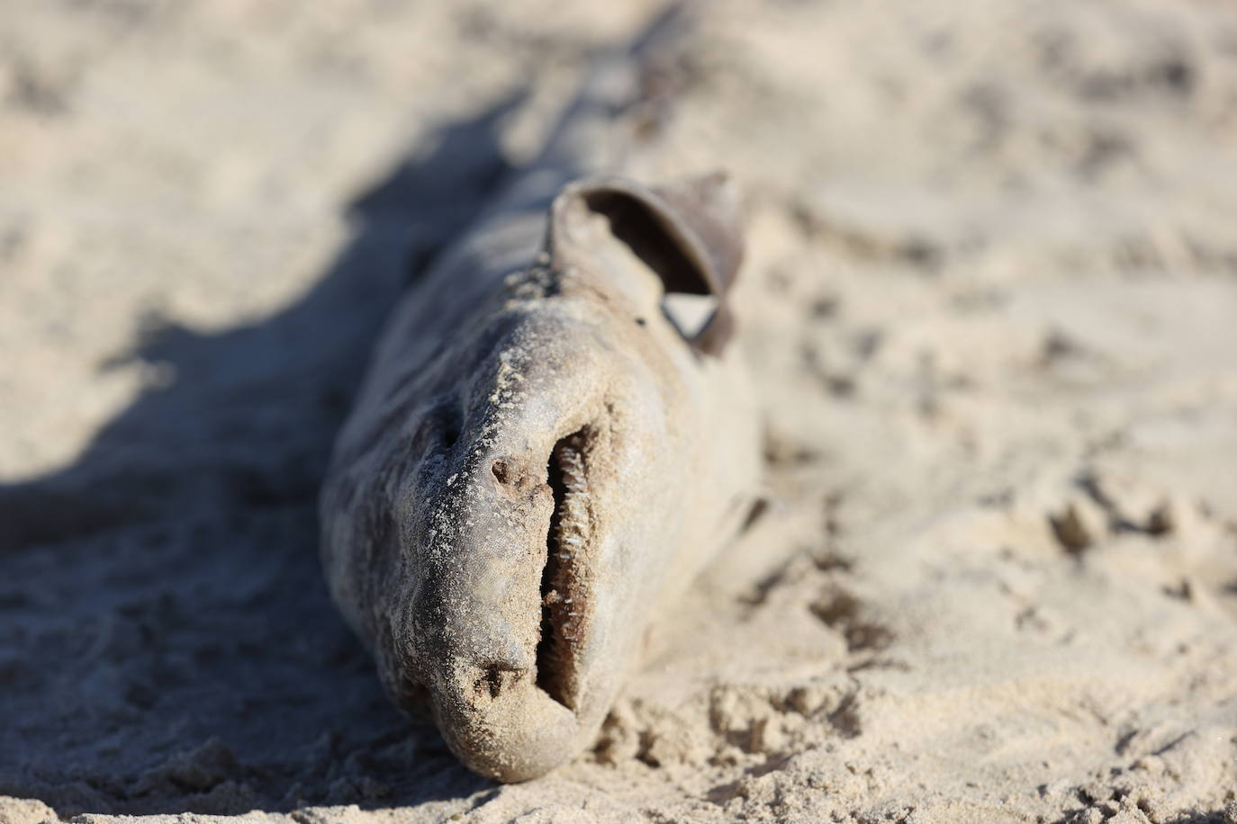 Este domingo apareció el cadáver de un tiburón de pequeño tamaño, de no más de un metro, en la arena de la playa de Oyambre. Se trata de un 'pintarroja', un tipo de tiburón gato muy común en las costas cantábricas. Este lunes, agentes del Medio Natural han procedido a su retirada y análisis.