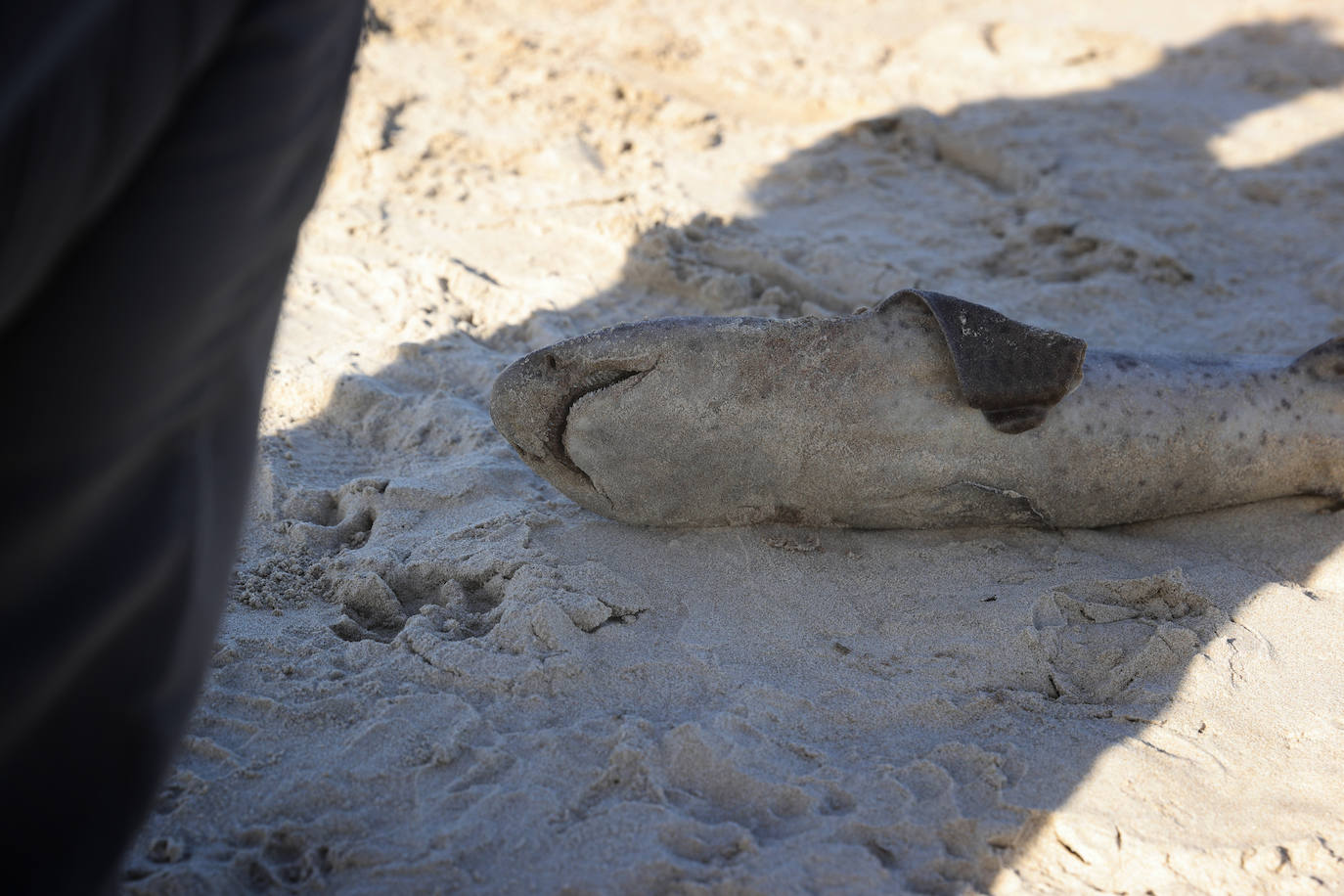 Este domingo apareció el cadáver de un tiburón de pequeño tamaño, de no más de un metro, en la arena de la playa de Oyambre. Se trata de un 'pintarroja', un tipo de tiburón gato muy común en las costas cantábricas. Este lunes, agentes del Medio Natural han procedido a su retirada y análisis.