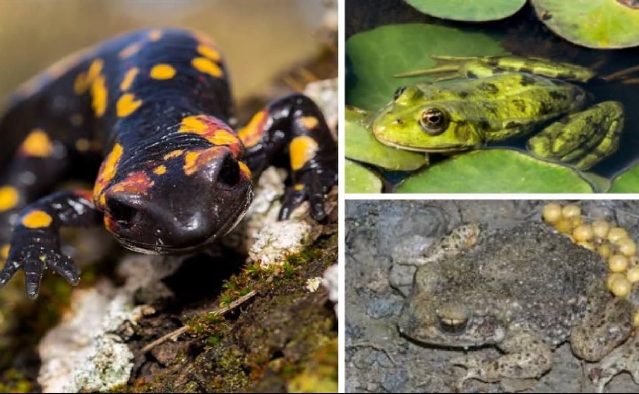 A la izquierda, la salamandra común. Arriba, la rana común y abajo el sapo partero, anfibios habituales en la cuenca del río Miera.