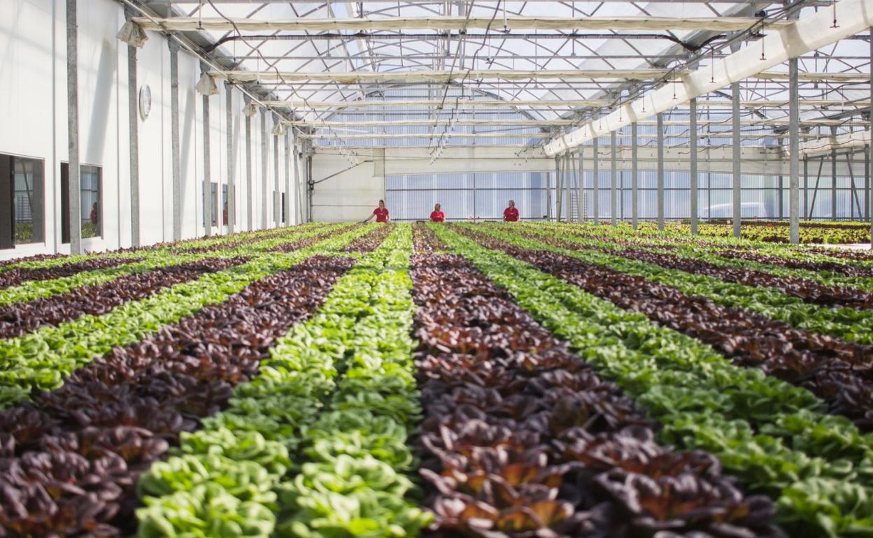 Las lechugas 'vivas' se cultivan con un sistema recirculante de agua con nutrientes. 