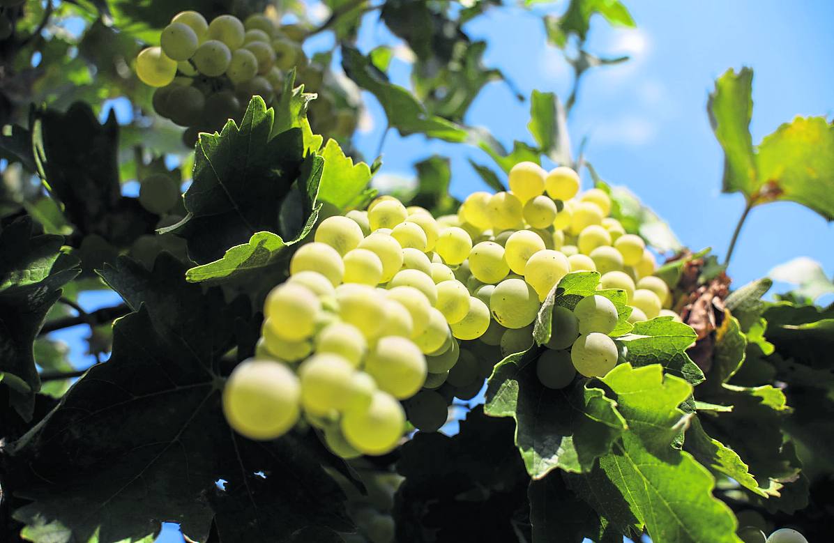 Las uvas encabezan la lista de alimentos que más atragantamientos producen. 