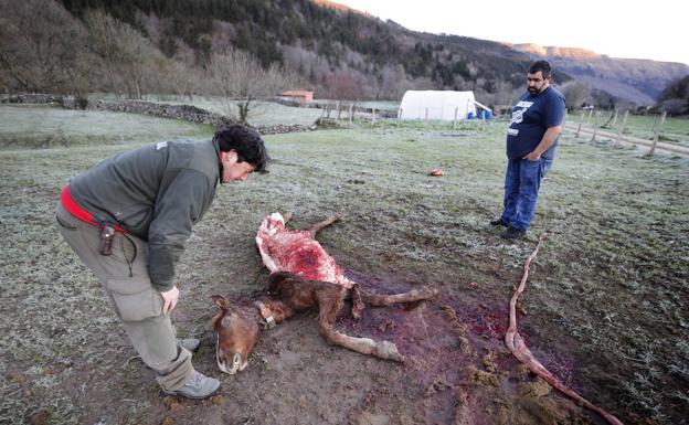 Alfredo, el dueño del portro, y un agente del medio rural esta mañana junto con el animal muerto.