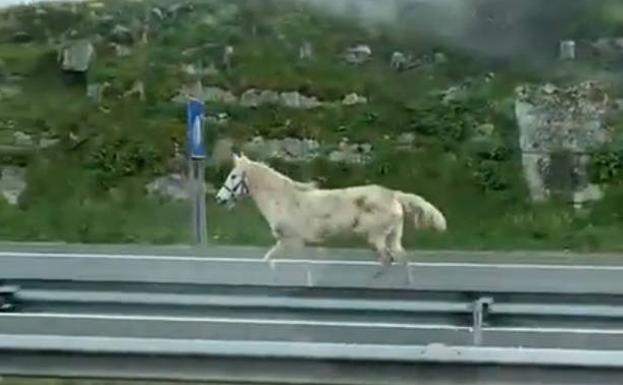 Vídeo grabado por uno de los conductores que vio al caballo en la S-20 en dirección al Sardinero.