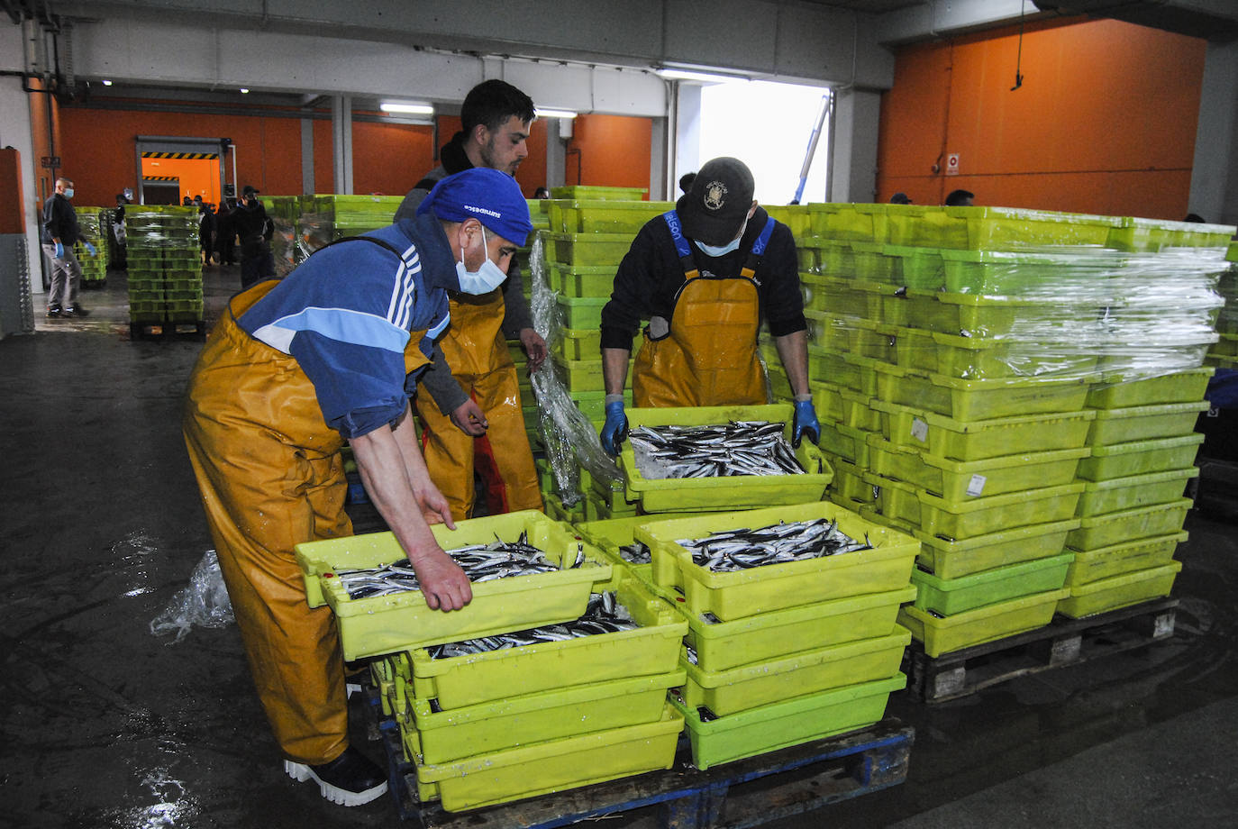 Fotos: La flota desembarca los primeros bocartes