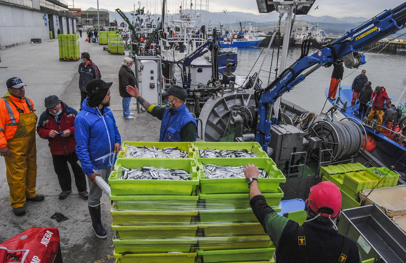 Fotos: La flota desembarca los primeros bocartes