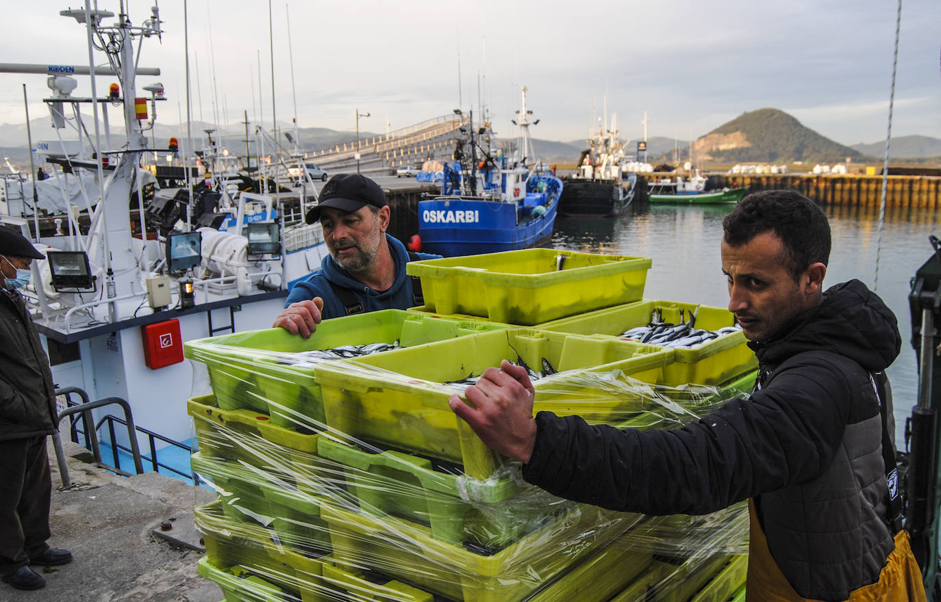 Fotos: La flota desembarca los primeros bocartes