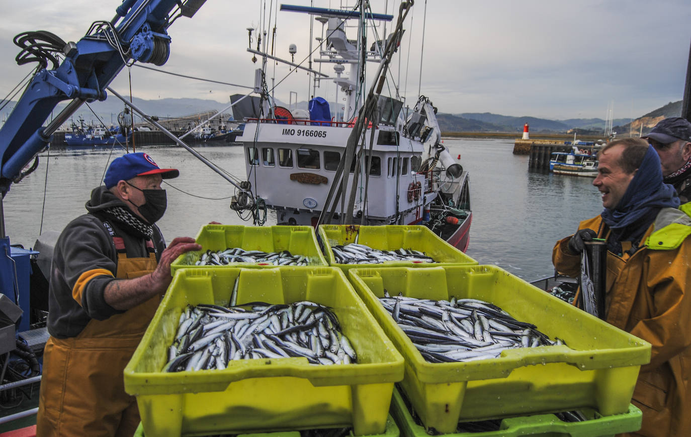 Fotos: La flota desembarca los primeros bocartes