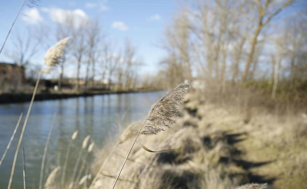 Canal de Castilla en Medina de Rioseco. 