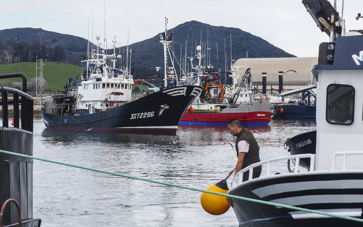 Fotos: Los puertos de Santoña y Laredo reciben el bocarte