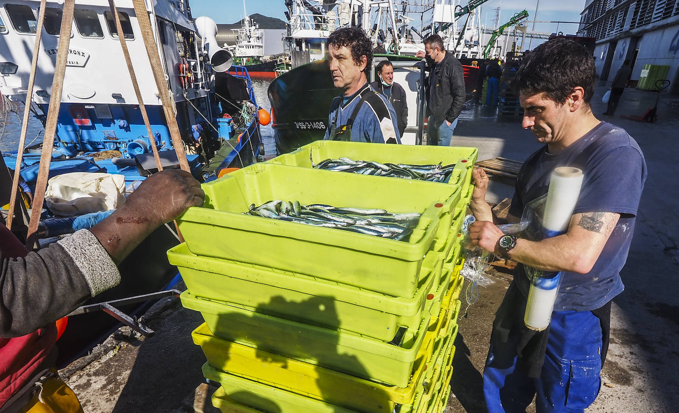 Fotos: Los puertos de Santoña y Laredo reciben el bocarte