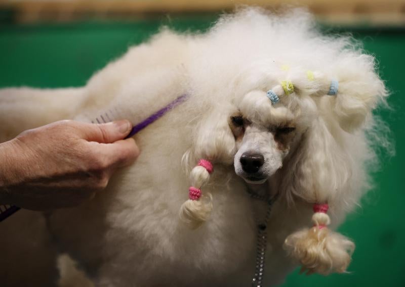 El Cruft Dog Show de Birmingham, la exposición canina más grande del mundo, se ha vuelto a celebrar este 2022 tras la pandemia.