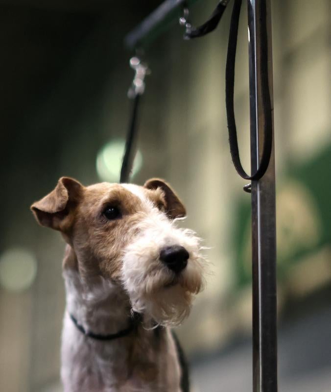 El Cruft Dog Show de Birmingham, la exposición canina más grande del mundo, se ha vuelto a celebrar este 2022 tras la pandemia.