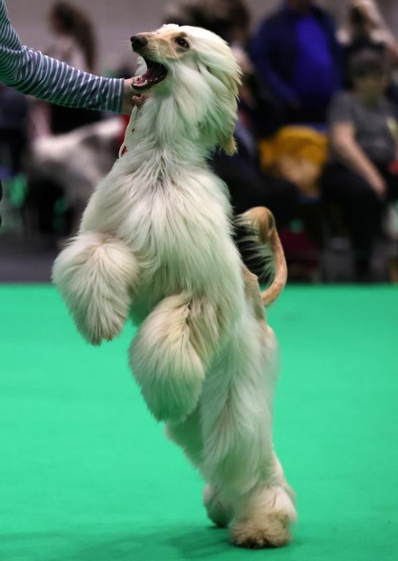 El Cruft Dog Show de Birmingham, la exposición canina más grande del mundo, se ha vuelto a celebrar este 2022 tras la pandemia.