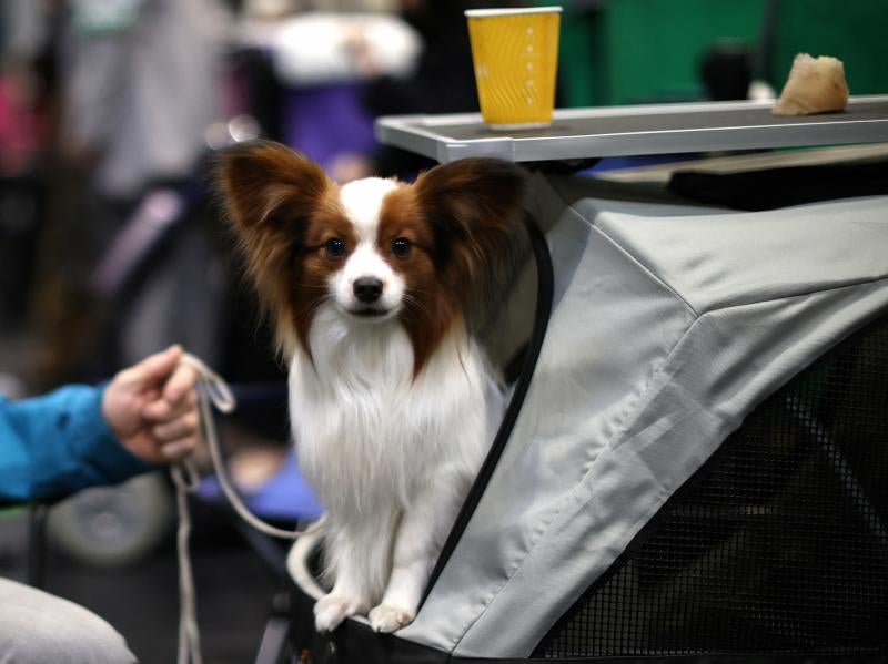 El Cruft Dog Show de Birmingham, la exposición canina más grande del mundo, se ha vuelto a celebrar este 2022 tras la pandemia.