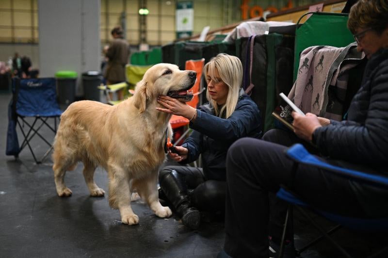 El Cruft Dog Show de Birmingham, la exposición canina más grande del mundo, se ha vuelto a celebrar este 2022 tras la pandemia.