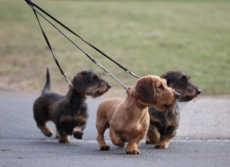 El Cruft Dog Show de Birmingham, la exposición canina más grande del mundo, se ha vuelto a celebrar este 2022 tras la pandemia.