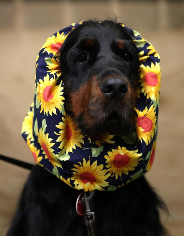 El Cruft Dog Show de Birmingham, la exposición canina más grande del mundo, se ha vuelto a celebrar este 2022 tras la pandemia.