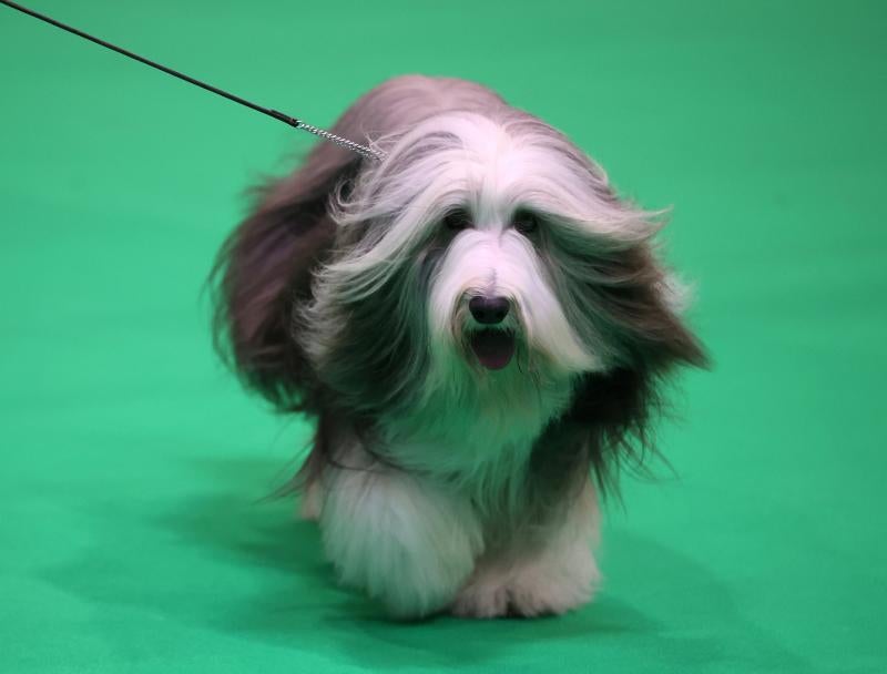 El Cruft Dog Show de Birmingham, la exposición canina más grande del mundo, se ha vuelto a celebrar este 2022 tras la pandemia.