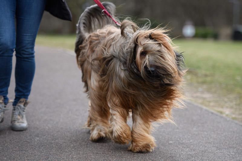 El Cruft Dog Show de Birmingham, la exposición canina más grande del mundo, se ha vuelto a celebrar este 2022 tras la pandemia.