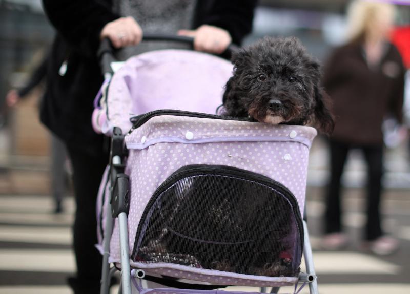 El Cruft Dog Show de Birmingham, la exposición canina más grande del mundo, se ha vuelto a celebrar este 2022 tras la pandemia.