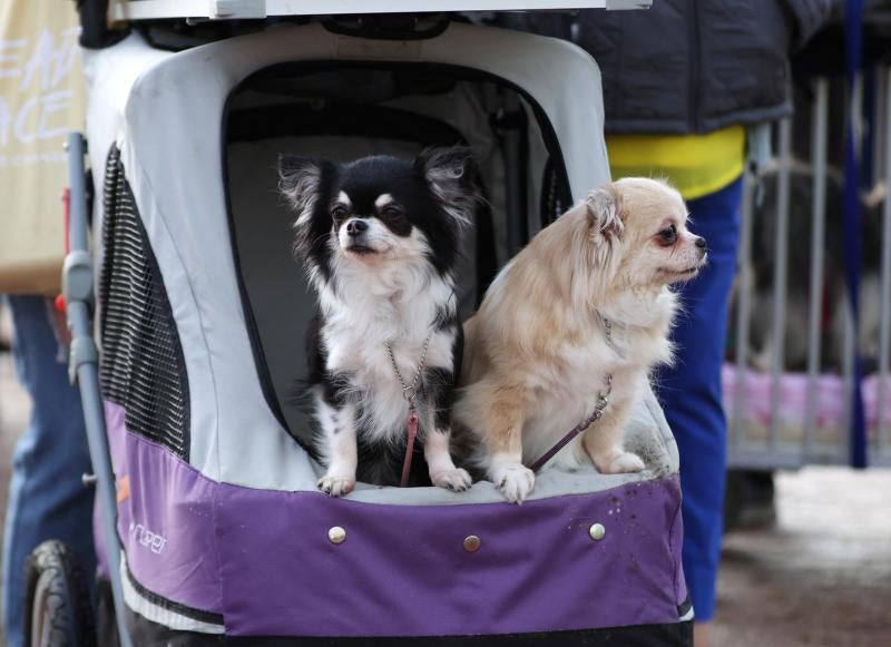 El Cruft Dog Show de Birmingham, la exposición canina más grande del mundo, se ha vuelto a celebrar este 2022 tras la pandemia.