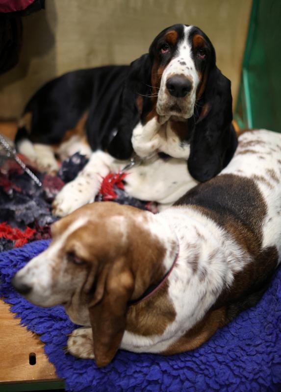 El Cruft Dog Show de Birmingham, la exposición canina más grande del mundo, se ha vuelto a celebrar este 2022 tras la pandemia.