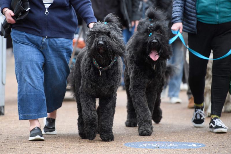 El Cruft Dog Show de Birmingham, la exposición canina más grande del mundo, se ha vuelto a celebrar este 2022 tras la pandemia.