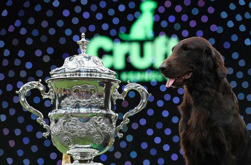 El Cruft Dog Show de Birmingham, la exposición canina más grande del mundo, se ha vuelto a celebrar este 2022 tras la pandemia.