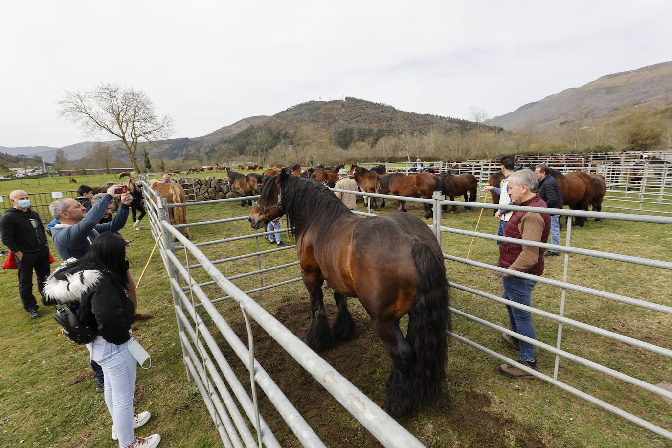 Fotos: El I Concurso Morfológico Regional de Ganado Equino de Raza Hispano-Bretona de Ruente se salda con éxito de afluencia y buen tiempo