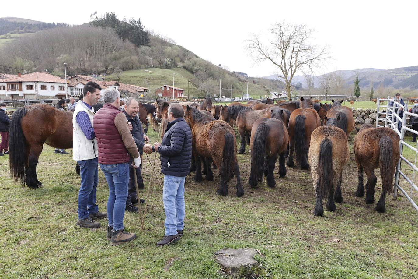 Fotos: El I Concurso Morfológico Regional de Ganado Equino de Raza Hispano-Bretona de Ruente se salda con éxito de afluencia y buen tiempo