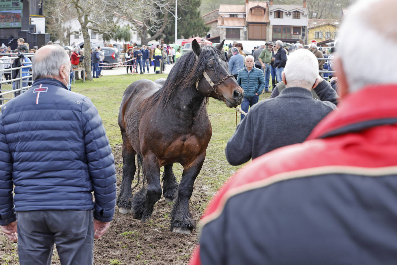 Fotos: El I Concurso Morfológico Regional de Ganado Equino de Raza Hispano-Bretona de Ruente se salda con éxito de afluencia y buen tiempo