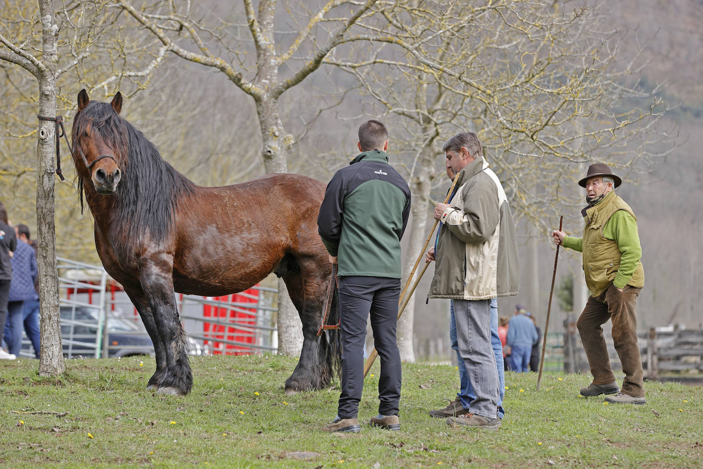 Fotos: El I Concurso Morfológico Regional de Ganado Equino de Raza Hispano-Bretona de Ruente se salda con éxito de afluencia y buen tiempo