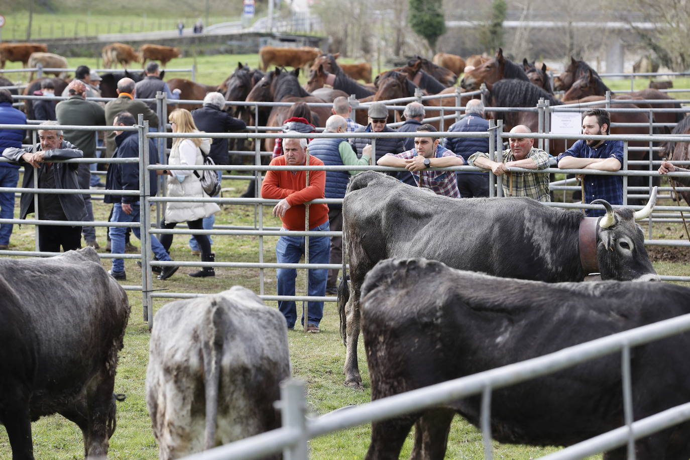 Fotos: El I Concurso Morfológico Regional de Ganado Equino de Raza Hispano-Bretona de Ruente se salda con éxito de afluencia y buen tiempo