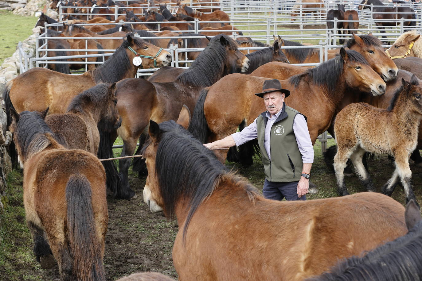 Fotos: El I Concurso Morfológico Regional de Ganado Equino de Raza Hispano-Bretona de Ruente se salda con éxito de afluencia y buen tiempo