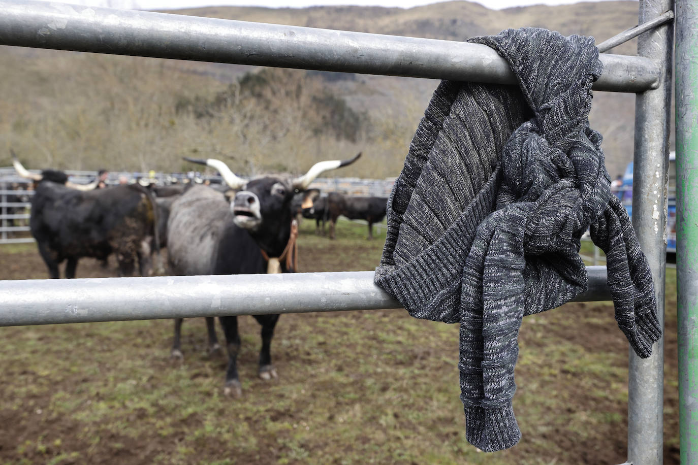 Fotos: El I Concurso Morfológico Regional de Ganado Equino de Raza Hispano-Bretona de Ruente se salda con éxito de afluencia y buen tiempo