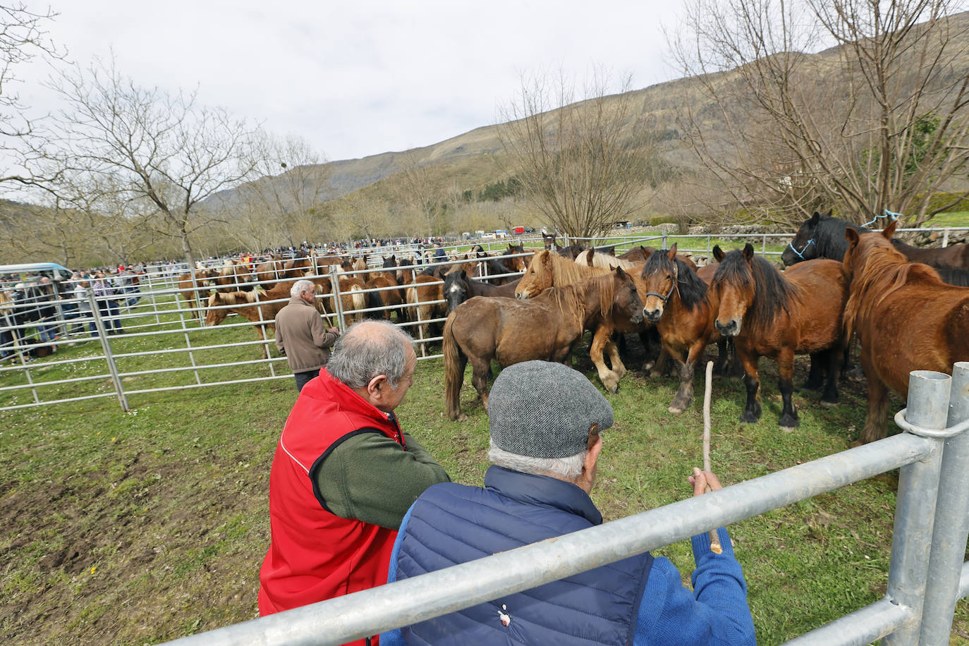 Fotos: El I Concurso Morfológico Regional de Ganado Equino de Raza Hispano-Bretona de Ruente se salda con éxito de afluencia y buen tiempo