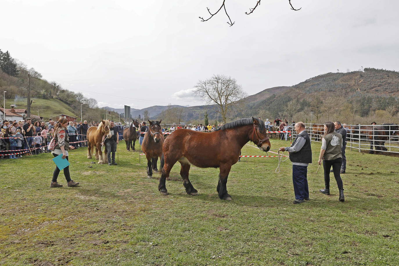 Fotos: El I Concurso Morfológico Regional de Ganado Equino de Raza Hispano-Bretona de Ruente se salda con éxito de afluencia y buen tiempo