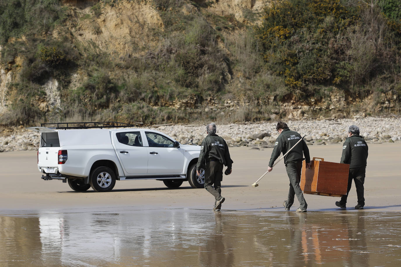 La foca fue trasladada en una 'pick up' dentro de un cajón de madera