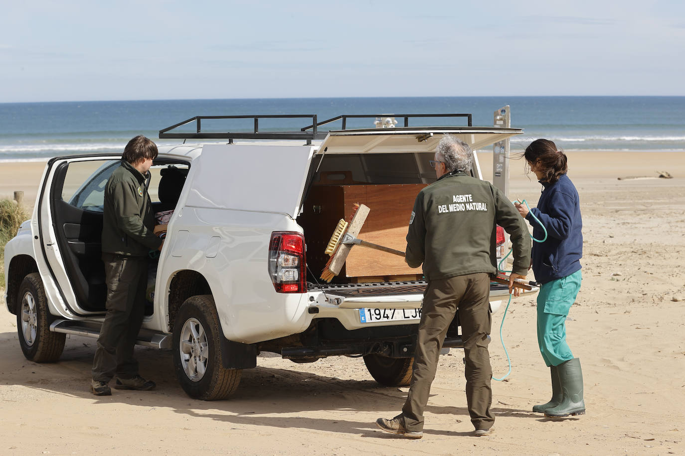 La foca salió tímidamente de la caja y con pequeños saltos se acercó hasta la orilla del mar.