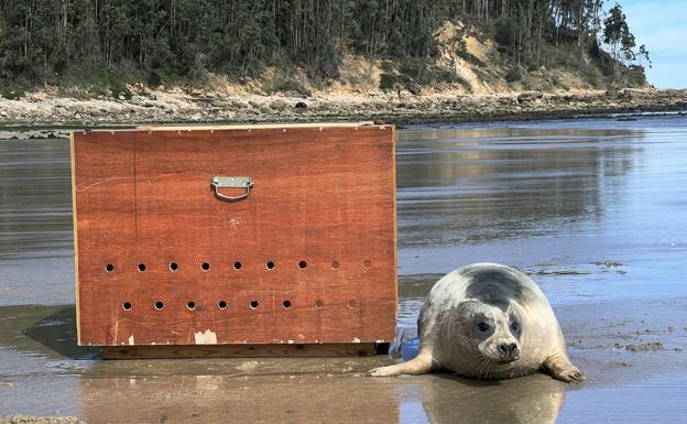 La foca salió tímidamente de la caja y con pequeños saltos se acercó hasta la orilla del mar.