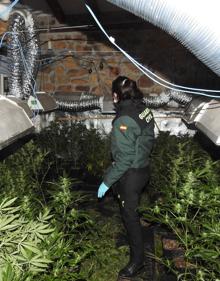 Imagen secundaria 2 - La Guardia Civil desmantela dos plantaciones de marihuana con cerca de 500 plantas en Soba y Alceda
