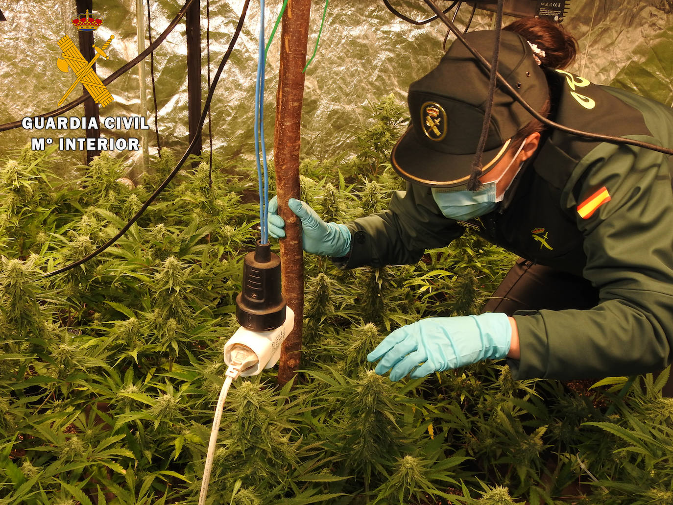 Imagen de una agente de la Guardia Civil en una de las plantaciones.