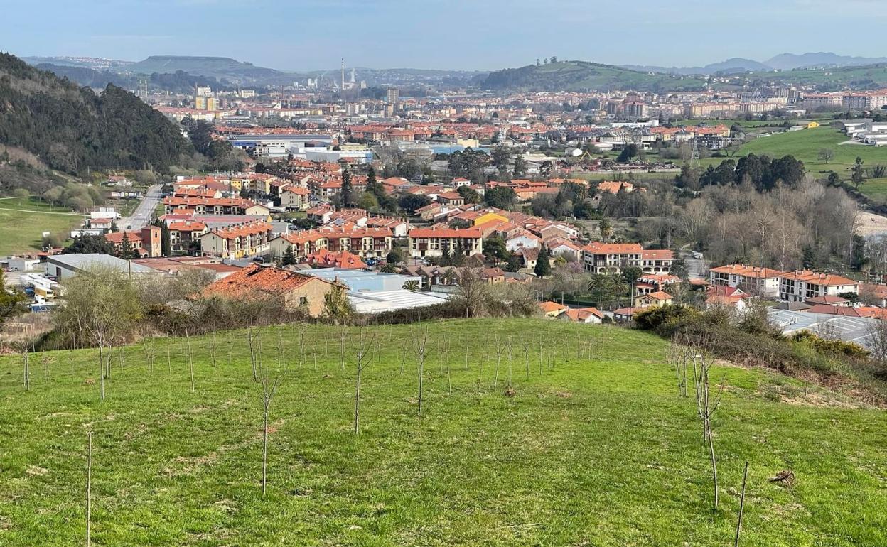 Plantación de cerezos con vistas a Cartes en primer término y a Torrelavega al fondo. 