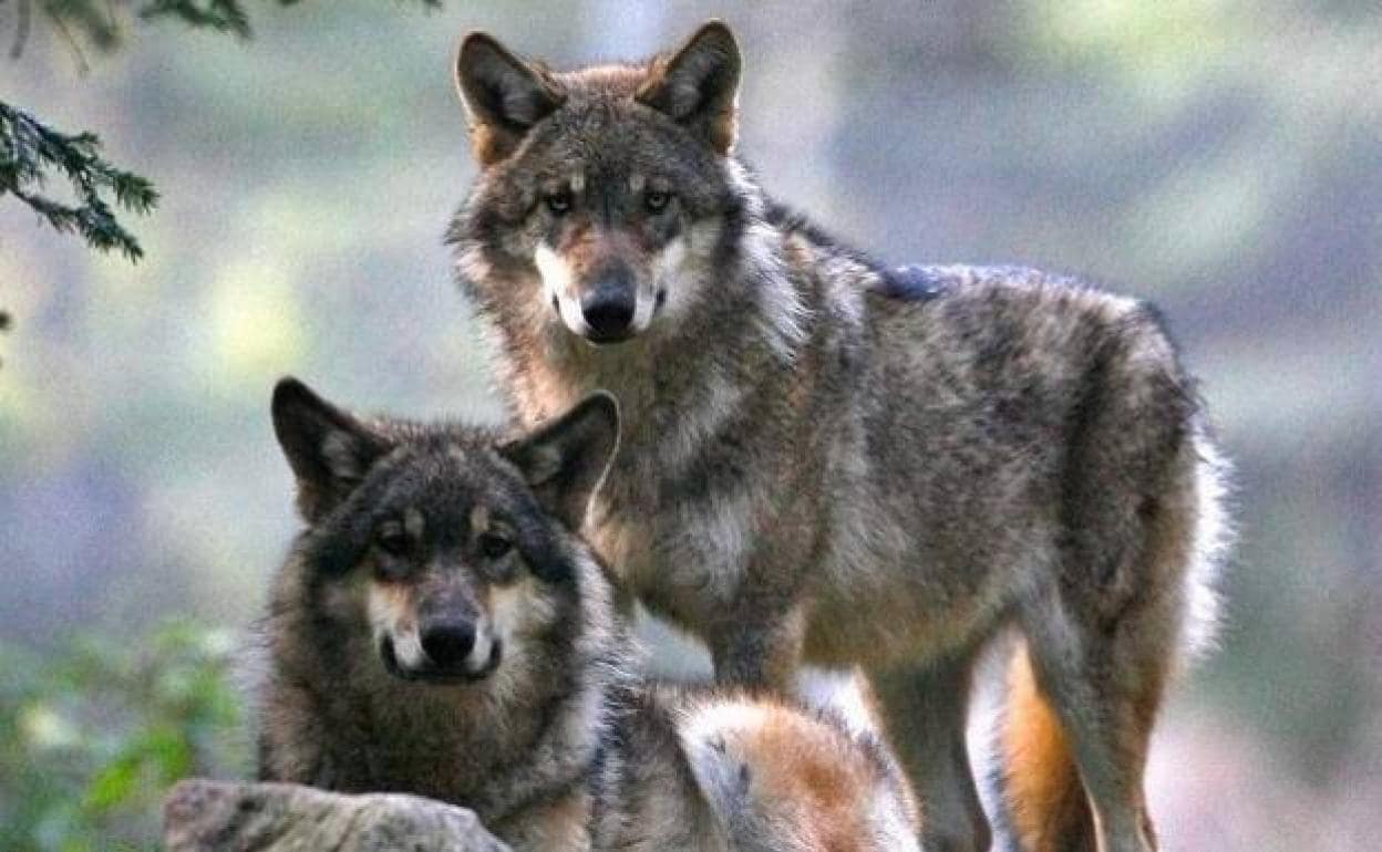 El Gobierno de Cantabria anunció que iba a iniciar «cuanto antes» los controles poblacionales del lobo ibérico. 